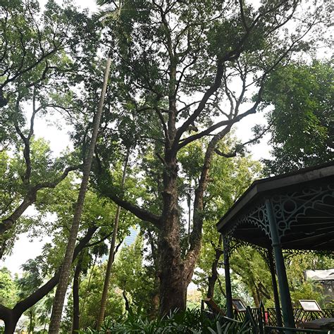 百日青樹|香港動植物公園